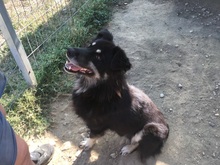DEVLIN, Hund, Mischlingshund in Rumänien - Bild 22