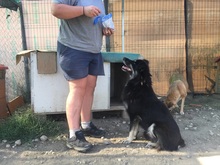 DEVLIN, Hund, Mischlingshund in Rumänien - Bild 23