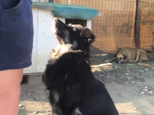 DEVLIN, Hund, Mischlingshund in Rumänien - Bild 24