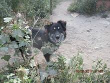 DEVLIN, Hund, Mischlingshund in Rumänien - Bild 4