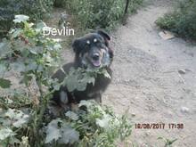 DEVLIN, Hund, Mischlingshund in Rumänien - Bild 5