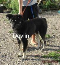 DEVLIN, Hund, Mischlingshund in Rumänien - Bild 6
