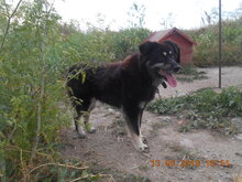 DEVLIN, Hund, Mischlingshund in Rumänien - Bild 8
