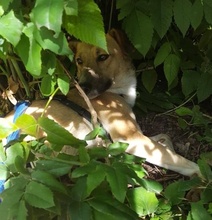 CHICA, Hund, Mischlingshund in Dudeldorf - Bild 15