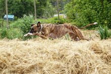 PAOLA, Hund, Galgo Español in Köln - Bild 4