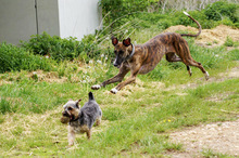 PAOLA, Hund, Galgo Español in Köln - Bild 5