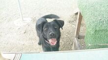 MALA, Hund, Mischlingshund in Rees - Bild 9