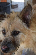 RODIN, Hund, Mischlingshund in Portugal - Bild 2