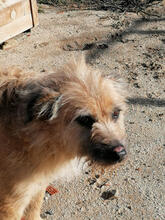 RODIN, Hund, Mischlingshund in Portugal - Bild 3