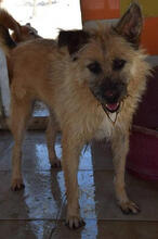 RODIN, Hund, Mischlingshund in Portugal - Bild 4