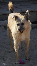 RODIN, Hund, Mischlingshund in Portugal - Bild 5