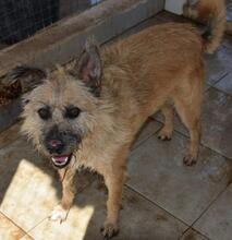 RODIN, Hund, Mischlingshund in Portugal - Bild 6