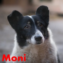 MONI, Hund, Border Collie-Mix in Rumänien - Bild 1
