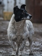 MONI, Hund, Border Collie-Mix in Rumänien - Bild 2
