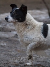 MONI, Hund, Border Collie-Mix in Rumänien - Bild 3
