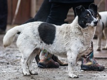MONI, Hund, Border Collie-Mix in Rumänien - Bild 4