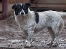 MONI, Hund, Border Collie-Mix in Rumänien - Bild 5