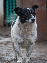 MONI, Hund, Border Collie-Mix in Rumänien - Bild 6