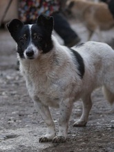 MONI, Hund, Border Collie-Mix in Rumänien - Bild 7