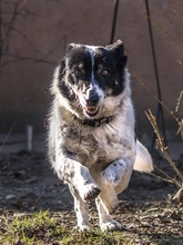 MONI, Hund, Border Collie-Mix in Rumänien - Bild 8