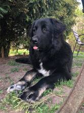 MAIRA, Hund, Griechischer Herdenschutzhund in Rosenow - Bild 3