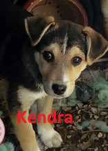 KENDRA, Hund, Mischlingshund in Bulgarien - Bild 1