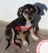 KIMMY, Hund, Mischlingshund in Selters - Bild 5