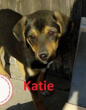 KATIE, Hund, Mischlingshund in Langenhagen - Bild 5