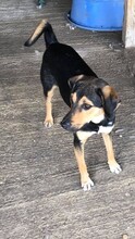 KITAI, Hund, Mischlingshund in Bulgarien - Bild 2