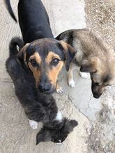 KITAI, Hund, Mischlingshund in Bulgarien - Bild 6