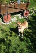 ARNOLD, Hund, Mischlingshund in Bad Pyrmont - Bild 10