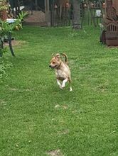 ARNOLD, Hund, Mischlingshund in Bad Pyrmont - Bild 11