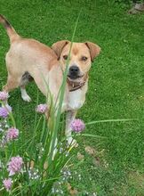 ARNOLD, Hund, Mischlingshund in Bad Pyrmont - Bild 12