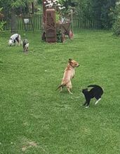 ARNOLD, Hund, Mischlingshund in Bad Pyrmont - Bild 18