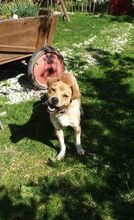 ARNOLD, Hund, Mischlingshund in Bad Pyrmont - Bild 19