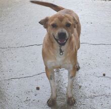 ARNOLD, Hund, Mischlingshund in Bad Pyrmont - Bild 2