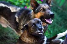 BRUNODUNDZORRO, Hund, Deutscher Schäferhund in Rumänien - Bild 2