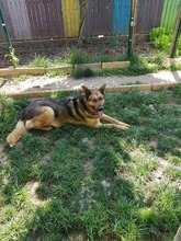 BRUNODUNDZORRO, Hund, Deutscher Schäferhund in Rumänien - Bild 3
