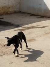 TRUFA, Hund, Podenco-Mix in Spanien - Bild 8