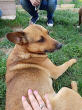 MARIN, Hund, Mischlingshund in Rumänien - Bild 1