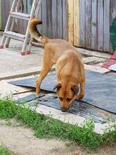 MARIN, Hund, Mischlingshund in Rumänien - Bild 2