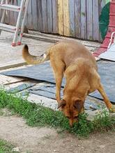MARIN, Hund, Mischlingshund in Rumänien - Bild 3