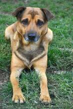 MARIN, Hund, Mischlingshund in Rumänien - Bild 4