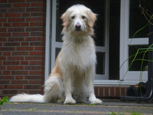 FIOCCO, Hund, Mischlingshund in Buchholz - Bild 1