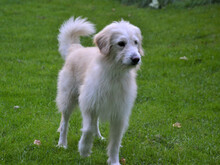 FIOCCO, Hund, Mischlingshund in Buchholz - Bild 3