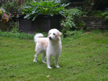 FIOCCO, Hund, Mischlingshund in Buchholz - Bild 5