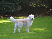 FIOCCO, Hund, Mischlingshund in Buchholz - Bild 6