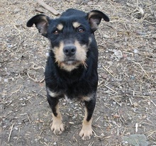 LUCA, Hund, Mischlingshund in Ungarn - Bild 1