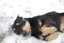 LUCA, Hund, Mischlingshund in Ungarn - Bild 2