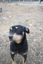 LUCA, Hund, Mischlingshund in Ungarn - Bild 3